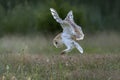 Beautiful Barn owl Tyto alba hunting. Royalty Free Stock Photo