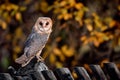 A beautiful barn owl Tyto alba perched on the fence. Portrait of owl in autumn time