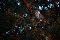 Beautiful Barn owl, Tyto alba, sitting on tree branch. Owl from Costa Rica.