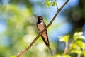 Beautiful barn swallow bird Hirundo rustica perched on a branch Royalty Free Stock Photo