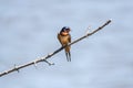 A Beautiful Barn Swallow Hirundo rustica Sits Alone On A Branch In The Sun Royalty Free Stock Photo