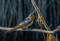A Barn Swallow Gathering Nesting Materials Royalty Free Stock Photo