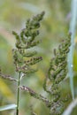 Beautiful Barnyard Grass Wildflowers - Japanese Millet - Echinochloa crusgalli va