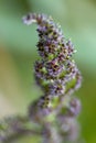 Beautiful Barnyard Grass Wildflowers - Japanese Millet - Echinochloa crusgalli va