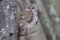 Beautiful Barred Owl Royalty Free Stock Photo