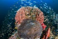 Beautiful Barrel Sponge on a Coral Reef Royalty Free Stock Photo