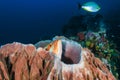 Beautiful Barrel Sponge on a Coral Reef Royalty Free Stock Photo