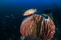 Beautiful Barrel Sponge on a Coral Reef Royalty Free Stock Photo
