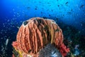 Beautiful Barrel Sponge on a Coral Reef Royalty Free Stock Photo