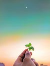 A beautiful basil leaves holding in hand towards sky and in background sky is colorful