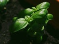 Beautiful basil in morning light Royalty Free Stock Photo