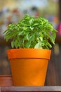 Beautiful basil plant in a vase Royalty Free Stock Photo