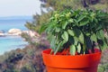 Beautiful basil plant in a vase Royalty Free Stock Photo