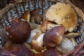 Beautiful Basket of porcini mushrooms