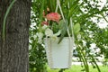 Beautiful basket flower pot hanging on the tree in the garden in the summer Royalty Free Stock Photo