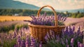 Beautiful basket lavender flowers Japan springtime summer natural