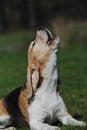 A beautiful Beagle hound howls while lying, like a real wolf after its pack.