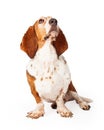 Beautiful Basset Hound Looking Up at Treat Royalty Free Stock Photo