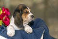 Beautiful Basset hound puppy with sad eyes sitting in a baske Royalty Free Stock Photo