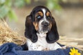 Beautiful Basset hound puppy with sad eyes sitting in a basket Royalty Free Stock Photo