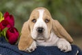 Beautiful Basset hound puppy with sad eyes is sitting on the bl Royalty Free Stock Photo