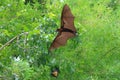Beautiful Bat flying in the forest. Royalty Free Stock Photo