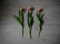 Beautiful batch of tulips