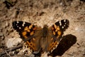 The Beautiful Baterfly At The Morning Sun in The Graund In The Spring