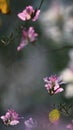 Pink bauhinia blakeana flowers in spring