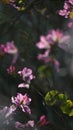 Pink bauhinia blakeana flowers in spring