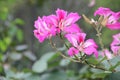 Beautiful Bauhinia blakeana flowers