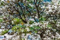 Beautiful Bauhinia variegata flowers in blooming season at Dien Bien, Vietnam.