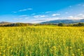 Beautiful bavarian landscape on a rape field Royalty Free Stock Photo