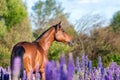 Arabian horse portrait on a flower meadow. Royalty Free Stock Photo