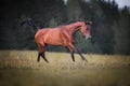 Beautiful bay arabian horse running free. Royalty Free Stock Photo