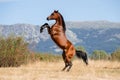Beautiful bay arabian stallion doing levade in freedom Royalty Free Stock Photo