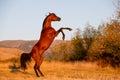 Beautiful bay arabian stallion doing levade in freedom Royalty Free Stock Photo