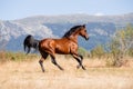 Beautiful bay arabian stallion galloping free Royalty Free Stock Photo