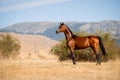 Beautiful bay arabian stallion standing free Royalty Free Stock Photo