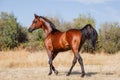 Beautiful arabian stallion walking free Royalty Free Stock Photo