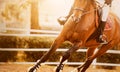 A bay fast horse with a rider in the saddle gallops, raising dust, illuminated by the light of the setting sun. Equestrian sports