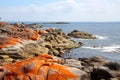 The beautiful bay of fires on the east coast of Tasmania Royalty Free Stock Photo