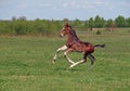 Beautiful bay foal gallops at the field