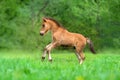 Beautiful bay foal Royalty Free Stock Photo