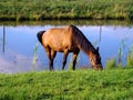 The beautiful bay horse