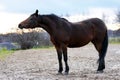 Beautiful bay horse in automn Royalty Free Stock Photo