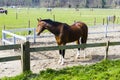 Beautiful bay horse behind a farm fence Royalty Free Stock Photo