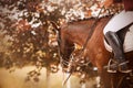 A beautiful bay horse with a rider in the saddle, walks through the park among the autumn foliage on a sunny day. Horse riding. Royalty Free Stock Photo