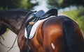 A bay horse with a dark long tail is wearing sports equipment for equestrian competitions. This saddle, stirrup, bridle and