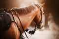 A beautiful bay horse with a dark mane and a saddle on its back stands, held by the rein by the rider`s hand. Equestrian sports. Royalty Free Stock Photo